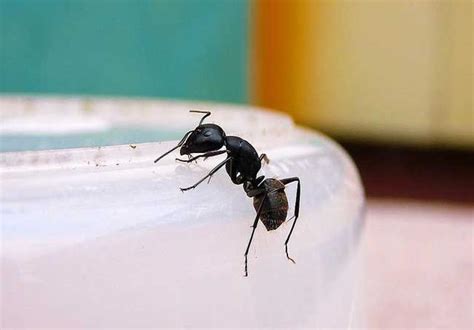 螞蟻入侵家裡 廁所門簾要多長